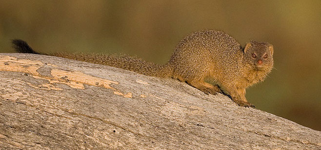 Galerella sanguinea (Slender mongoose)