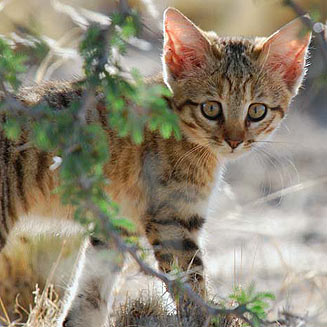 Felis silvestris (African wild cat)