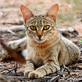 Felis silvestris (African wild cat)