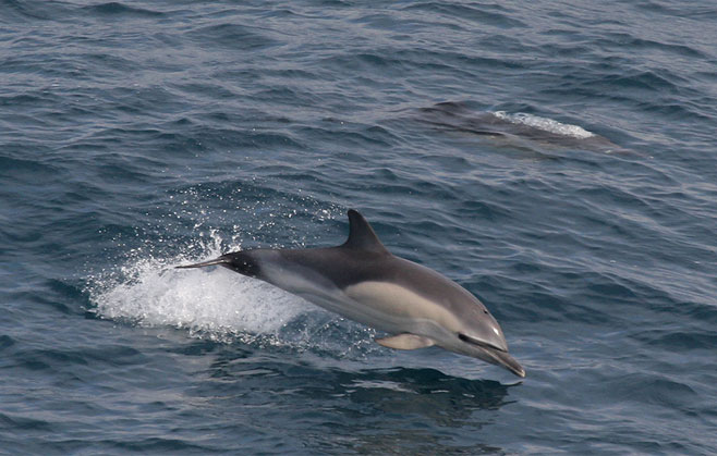 Delphinus delphis (Short-beaked common dolphin)