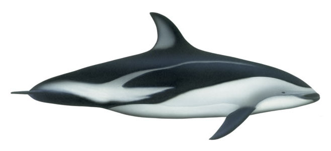 Lagenorhynchus obscurus (Dusky dolphin)