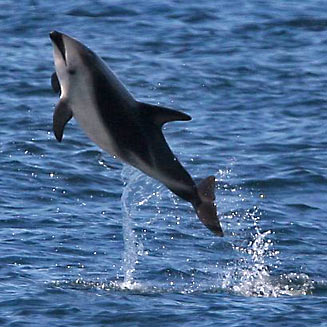 Lagenorhynchus obscurus (Dusky dolphin)