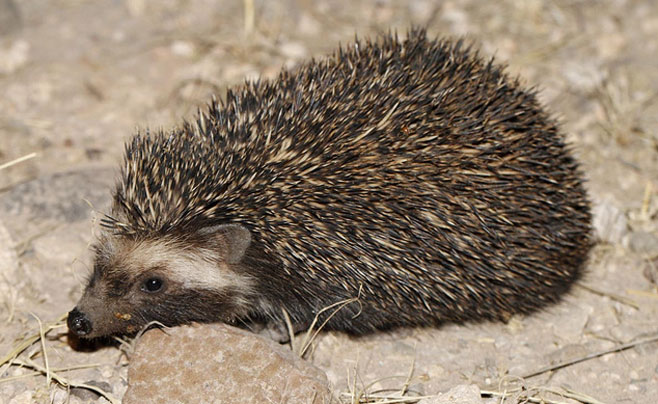 Atelerix frontalis (South African hedgehog)
