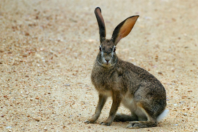 Lepus saxatilis (Scrub hare)