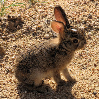 Lepus saxatilis (Scrub hare)