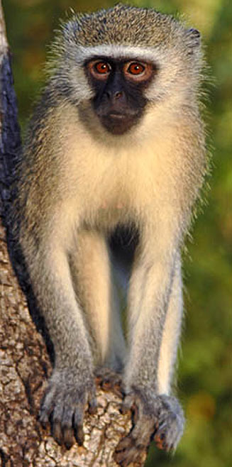 Cercopithecus pygerythrus (Vervet monkey)
