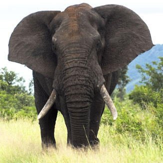 Loxodonta africana (African elephant)