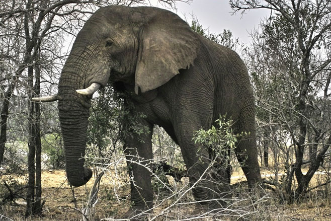 Loxodonta africana (African elephant)