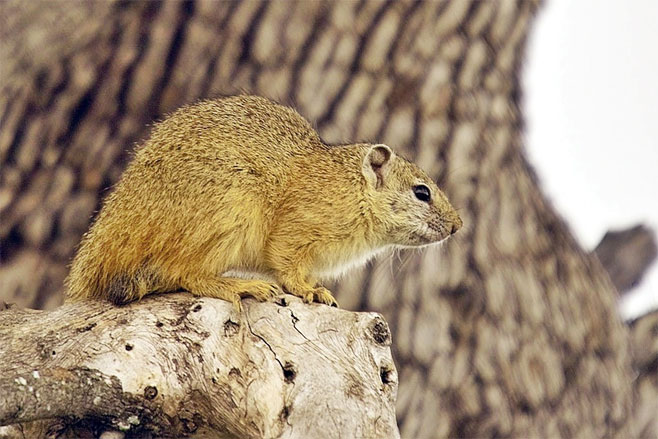 Paraxerus cepapi (Tree squirrel)