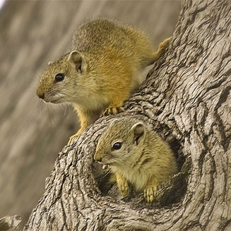 Paraxerus cepapi (Tree squirrel)