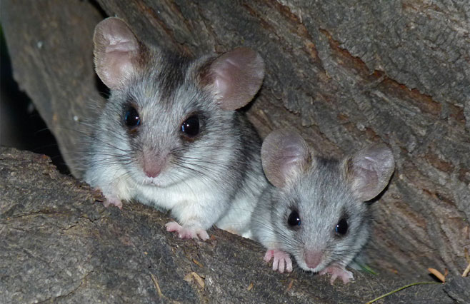 Thallomys nigricauda (Black-tailed tree rat)