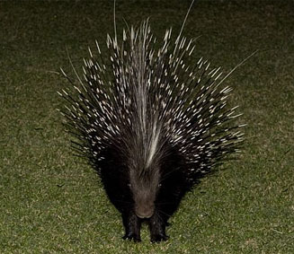 Hystrix africaeaustralis (Cape porcupine)