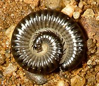 Probably Ommatoiulus moreleti the introduced millipede common in Cape Town gardens.