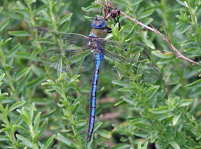 Dragonfly: Anax imperator (Blue emperor) eating Honeybee it had caught.