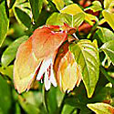 Justicia brandegeeana (Shrimp plant)