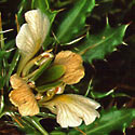 Blepharis capensis