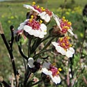 Eriocephalus africanus (Wild Rosemary, Cape Snowbush)