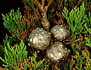 Widdringtonia nodiflora (Mountain cypress)