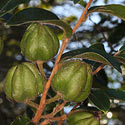 Diospyros whyteana (Bladdernut)