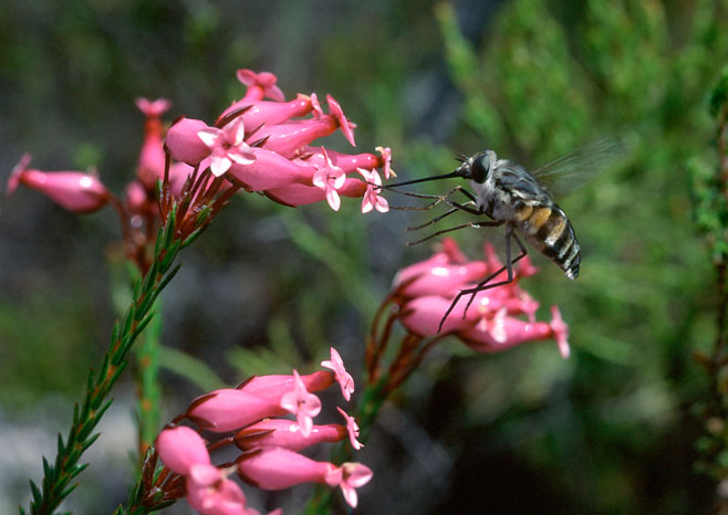 Long-proboscid fly, Philoliche 
		rostrata, pollinating Erica irbyana