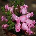 Erica daphniflora (Sweet-scented heath)