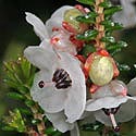 Erica corydalis (White petticoat heath)