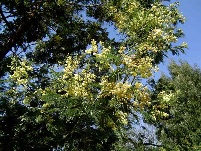 Acacia mearnsii (Black Wattle)