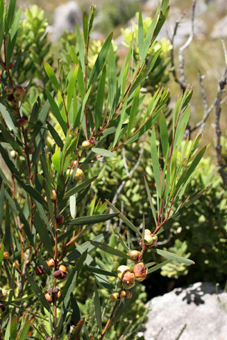 Acacia mearnsii (Black Wattle)