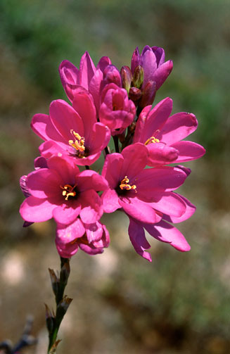 Ixia purpureorosea 