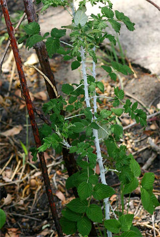 Rubus niveus (Mysore raspberry)