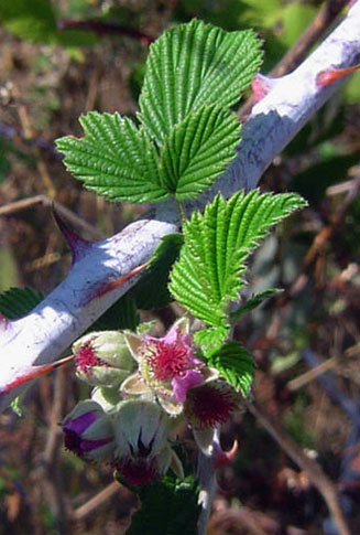 Rubus niveus (Mysore raspberry)