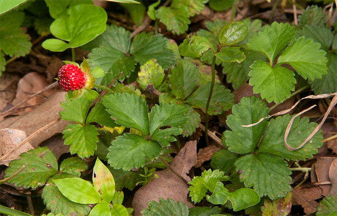 Duchesnea indica (Indian strawberry)