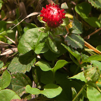 Duchesnea indica (Indian strawberry)