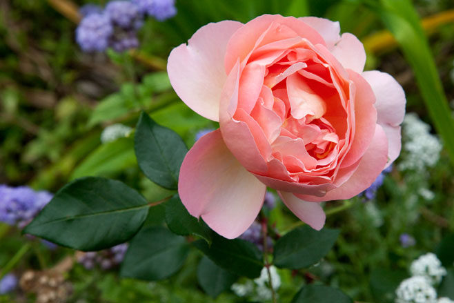 Rosa (roses)