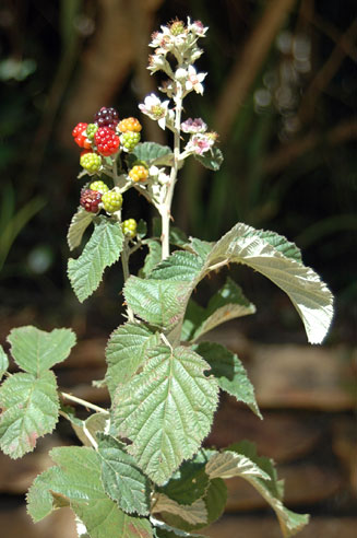 Rubus rigidus 