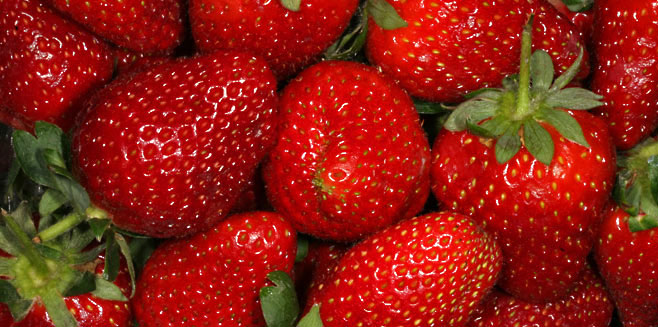 Genus: Fragaria (strawberries)