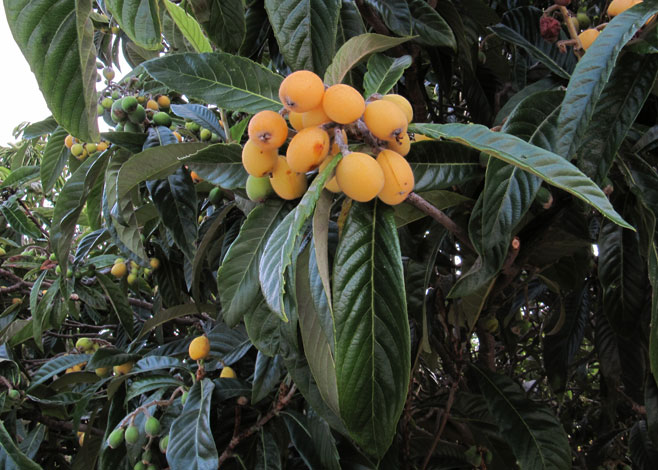 Eriobotrya japonica (Loquat)