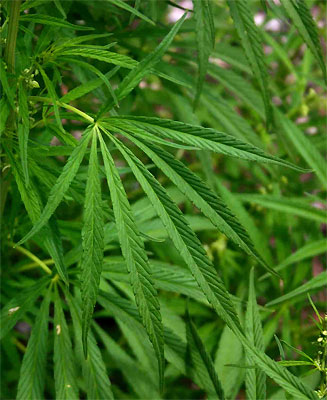 Cannabis sativa (Hemp, Dagga)