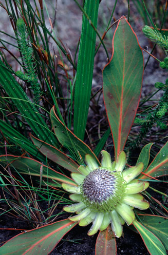 Protea acaulos (Common ground sugarbush)
