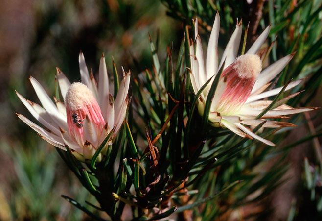 Protea mucronifolia (Dagger-leaf sugarbush)