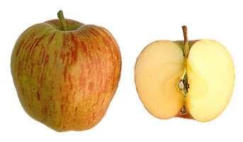 Malus domestica (apple)