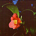 Camellia japonica (Common camellia)
