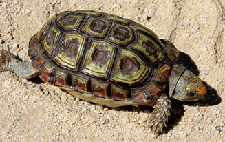 Homopus areolatus (Parrot-beaked tortoise)