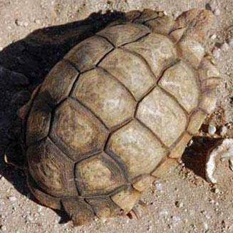 Psammobates oculifer (Serrated tent tortoise, Kalahari tent tortoise)