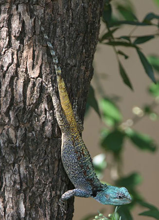 Acanthocercus atricollis (Southern Tree Agama)