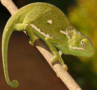 Chamaeleo dilepis (Flap-neck chameleon)