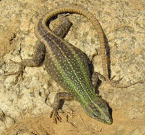 Platysaurus intermedius (Common flat lizard)