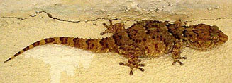 Chondrodactylus turneri (Turner's gecko)