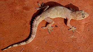 Hemidactylus mabouia (Moreau's tropical house gecko)