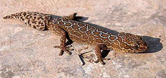 Pachydactylus oculatus (Golden spotted thick-toed gecko)